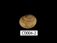 藏品(高雄球蝸牛)的圖片